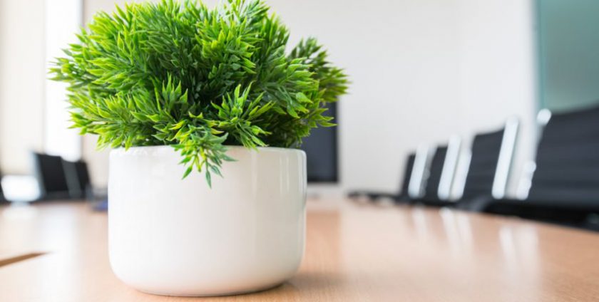 بهترین گیاهان برای دفتر کار