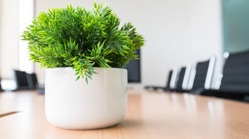 بهترین گیاهان برای دفتر کار